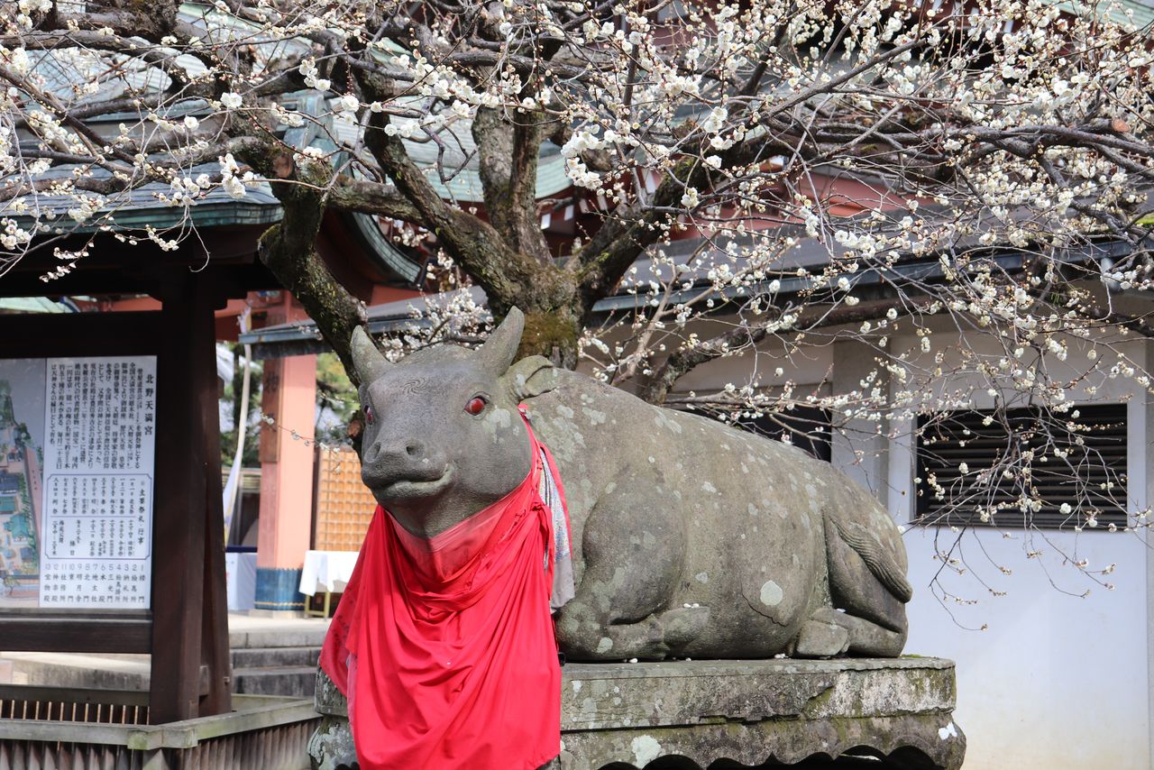 An ox and plum blossoms, symbols of Sugawara no Michizane, on the grounds of Kitano Tenmangū Shrine. (© Pixta)