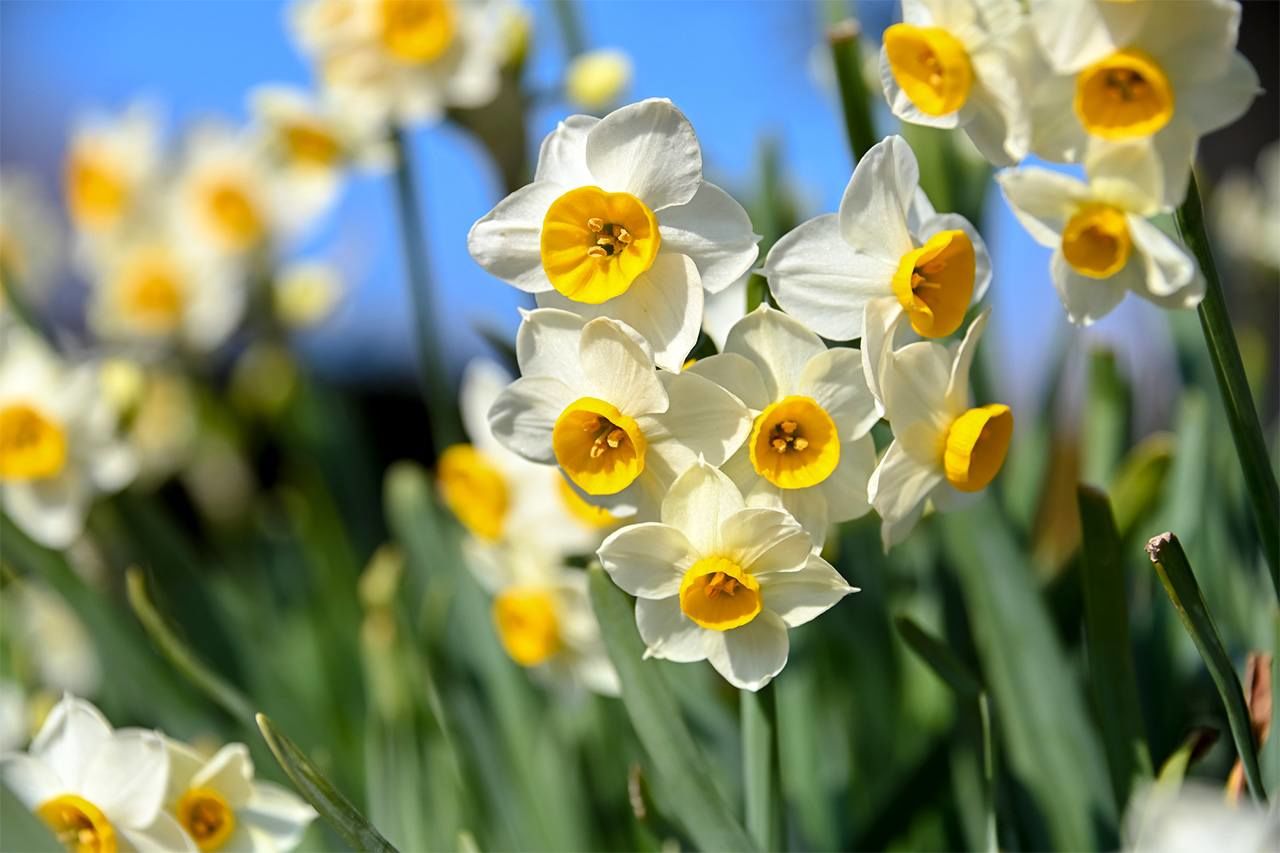 Japanese daffodils. (© Pixta)