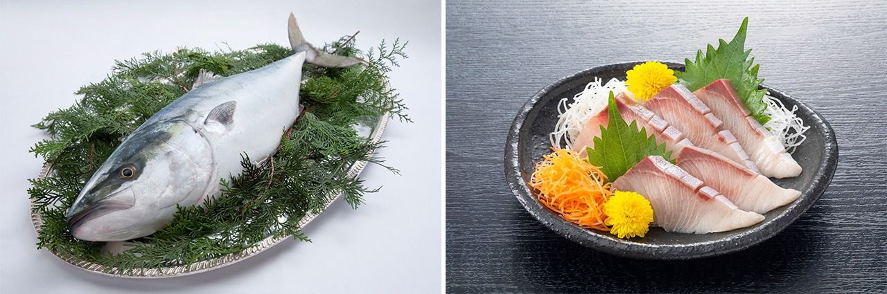 Buri (left); winter buri sashimi. (© Pixta)