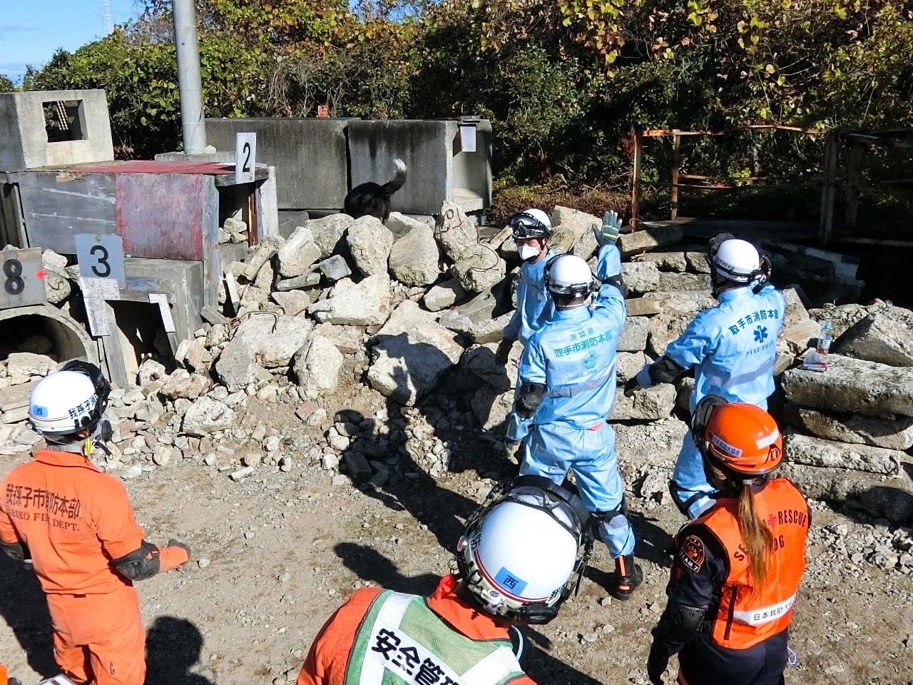 Coco searches in rubble at a 2023 training session conducted in conjunction with local fire departments from Toride, Ibaraki, and Abiko, Chiba. (Courtesy JRDA Team 7)