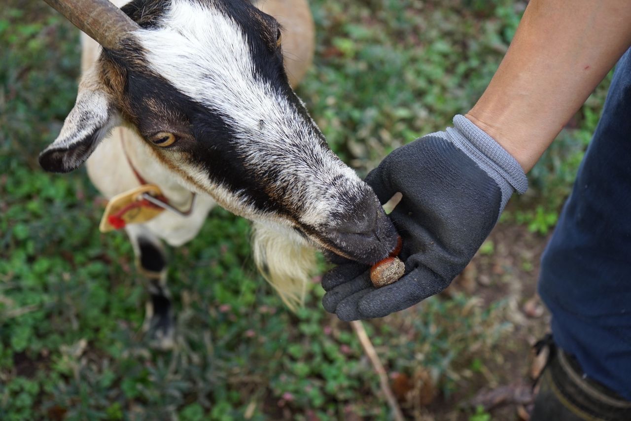 A goat eating chestnuts from Matsubara’s hand. This plot has not only chestnuts but plentiful other growing things like mushrooms, knotweed, and bamboo grass. (© Ukita Yasuyuki)