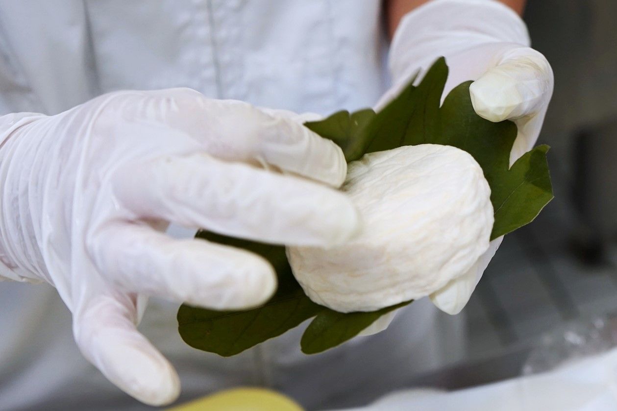 Wrapping Fromage du Mirasaka, one of the dairy’s flagship products, in oak leaves. (© Ukita Yasuyuki) 