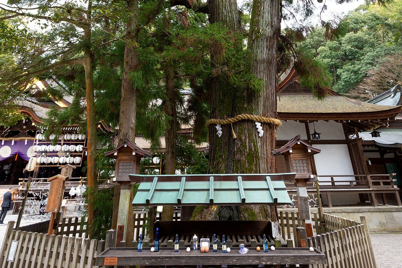 Offerings of eggs and bottles of sake at the Minokami sugi. (© Pixta)