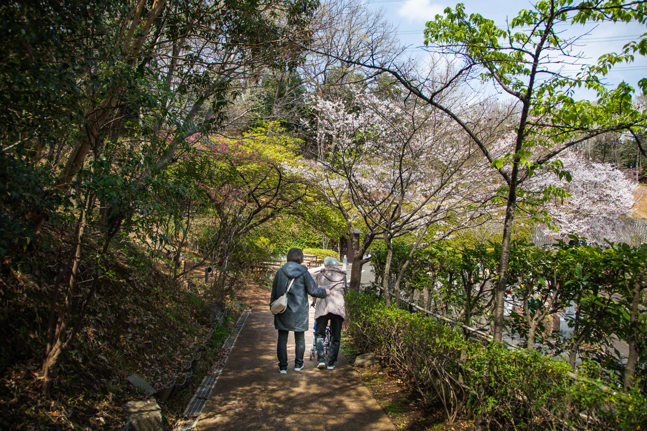 “How many things they bring to mind: these cherry blossoms!” Matsuo Bashō once wrote. (© Ōnishi Naruaki)