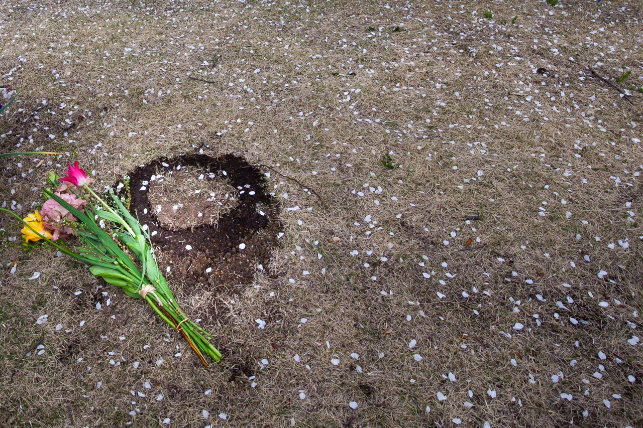 Probably everyone carries their own “cherry blossom story” in their heart. Here, petals fall over the freshly turned earth where a person had been buried just the day before. (© Ōnishi Naruaki)