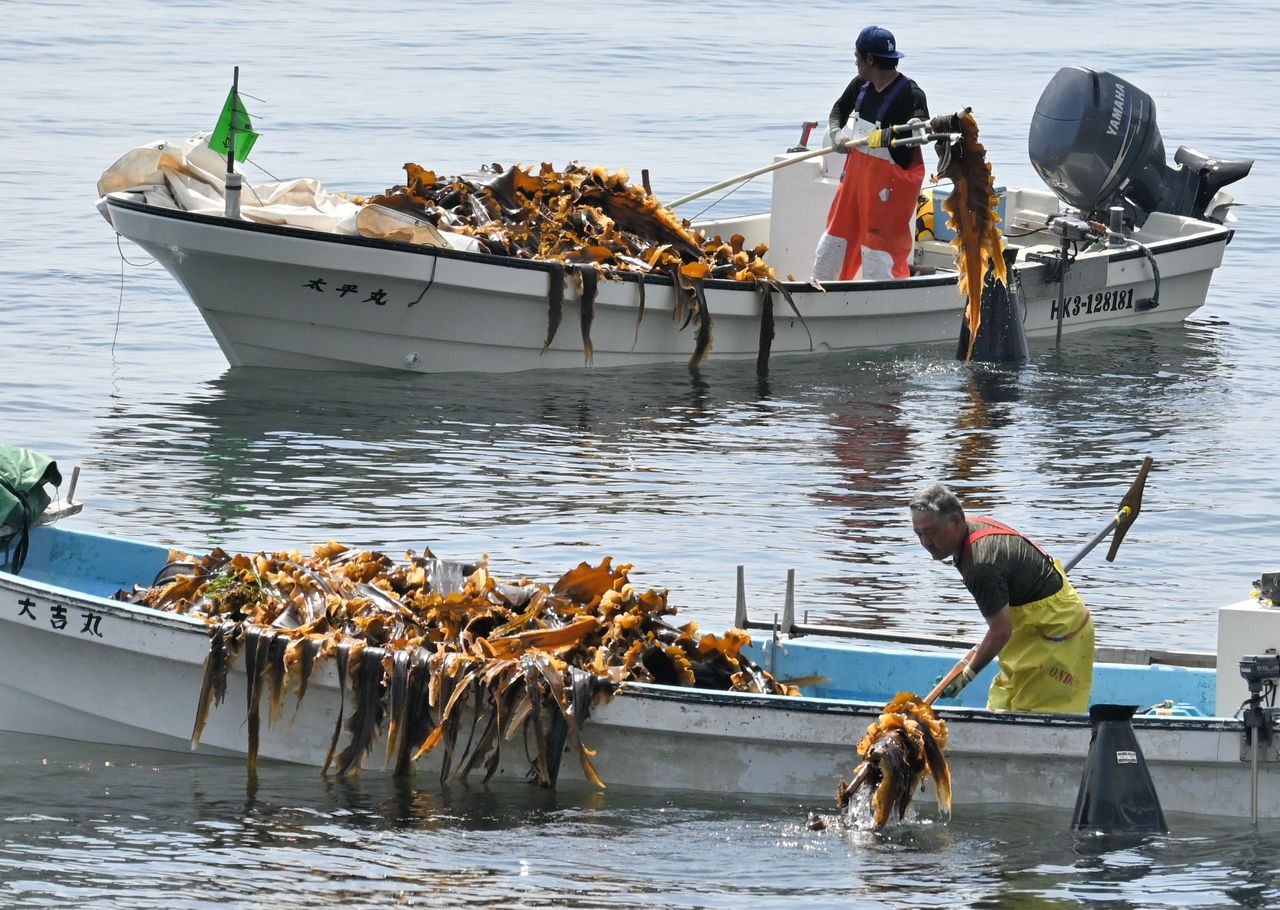 Konbu harvesters in Rausu, Hokkaidō, in July 2024. (© Yamamoto Tomoyuki)