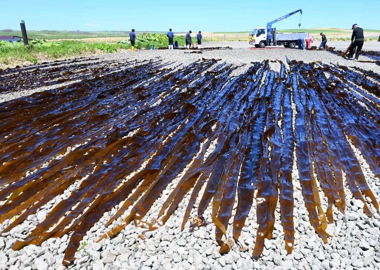 Saccharina longissima konbu drying in the sun. Photo taken in Nemuro, Hokkaidō, in June 2023. (© Yamamoto Tomoyuki)