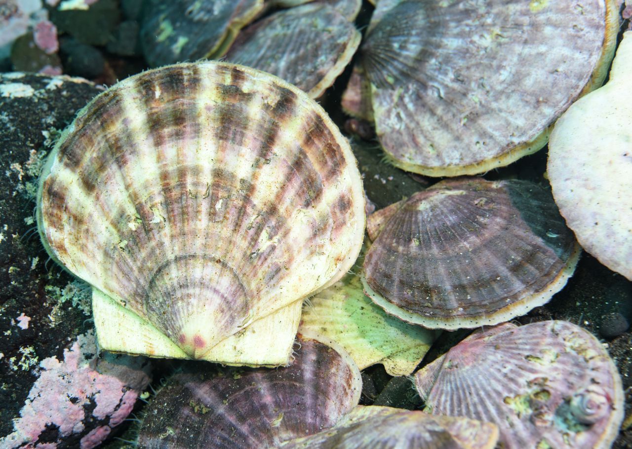 There are concerns about a negative effect on scallops from the decline in drift ice. Photo taken on the ocean floor of the Sea of Okhotsk off Hokkaidō on October 2023. (© Yamamoto Tomoyuki)