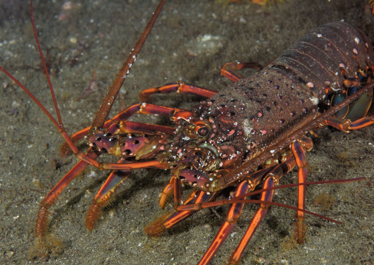 Spiny lobster has been sighted in waters as far north as Iwate Prefecture. Photo taken off the Izu Peninsula in Shizuoka Prefecture in July 2024. (© Yamamoto Tomoyuki)