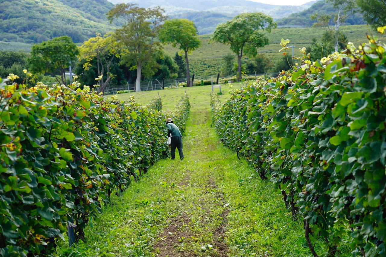 The Nanatsumori vineyard. This was once a woodland producing seven different fruit types. (© Ukita Yasuyuki)