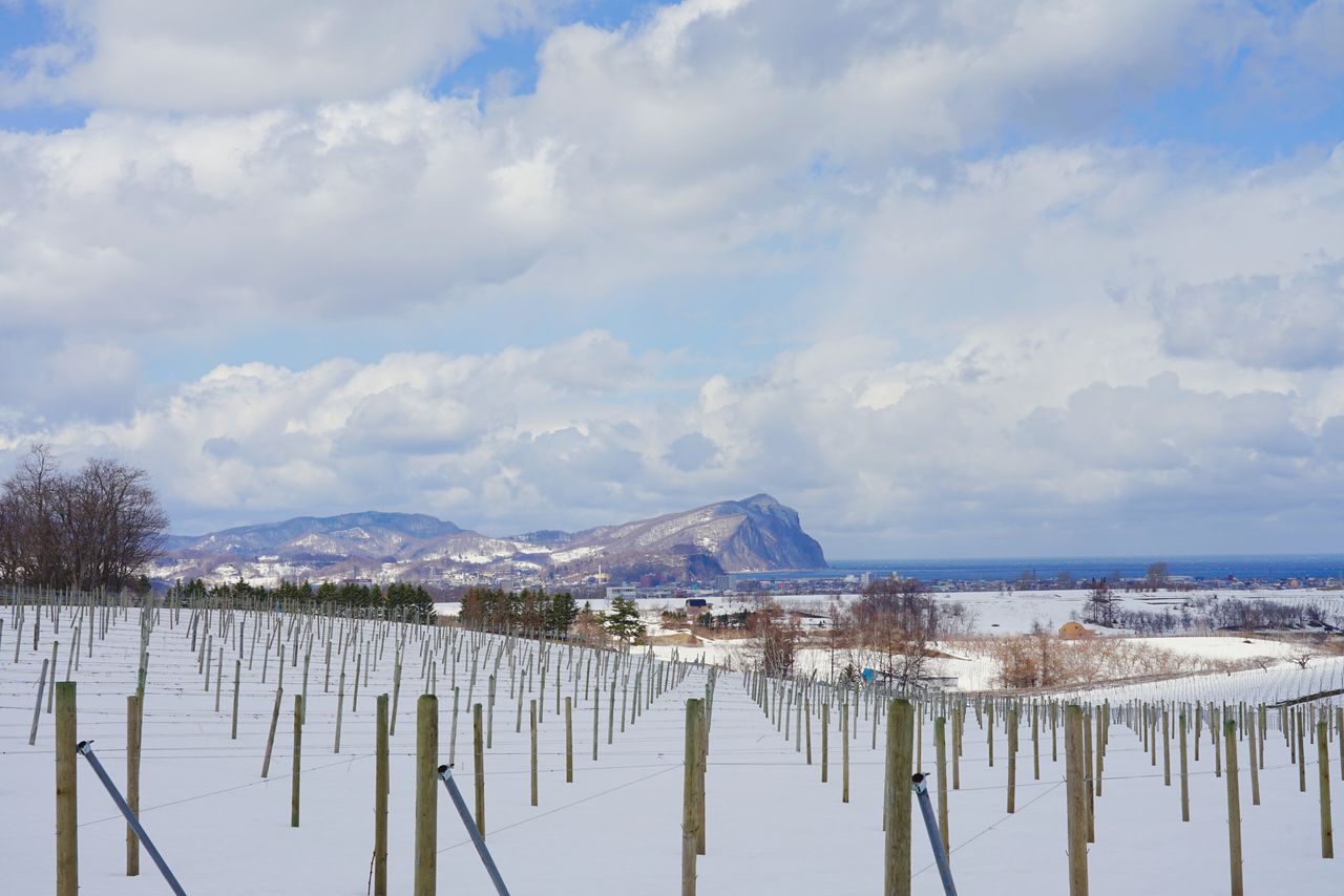 The view of Yoichi and Cape Shiripa from Nakai Kankō Nōen’s grape fields. (© Ukita Yasuyuki)