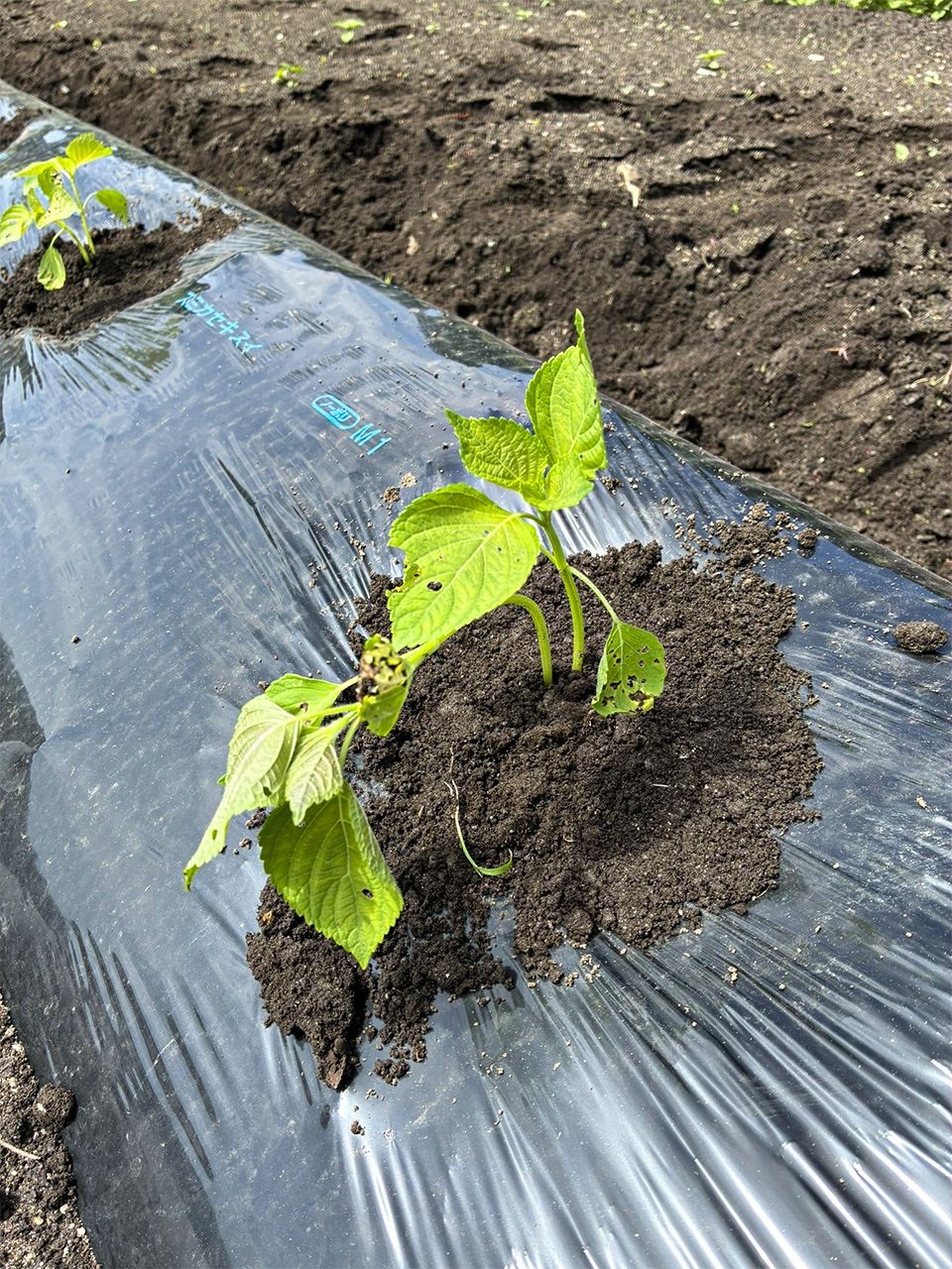 Replanted egoma seedlings. (© Yukitomo Wataru)