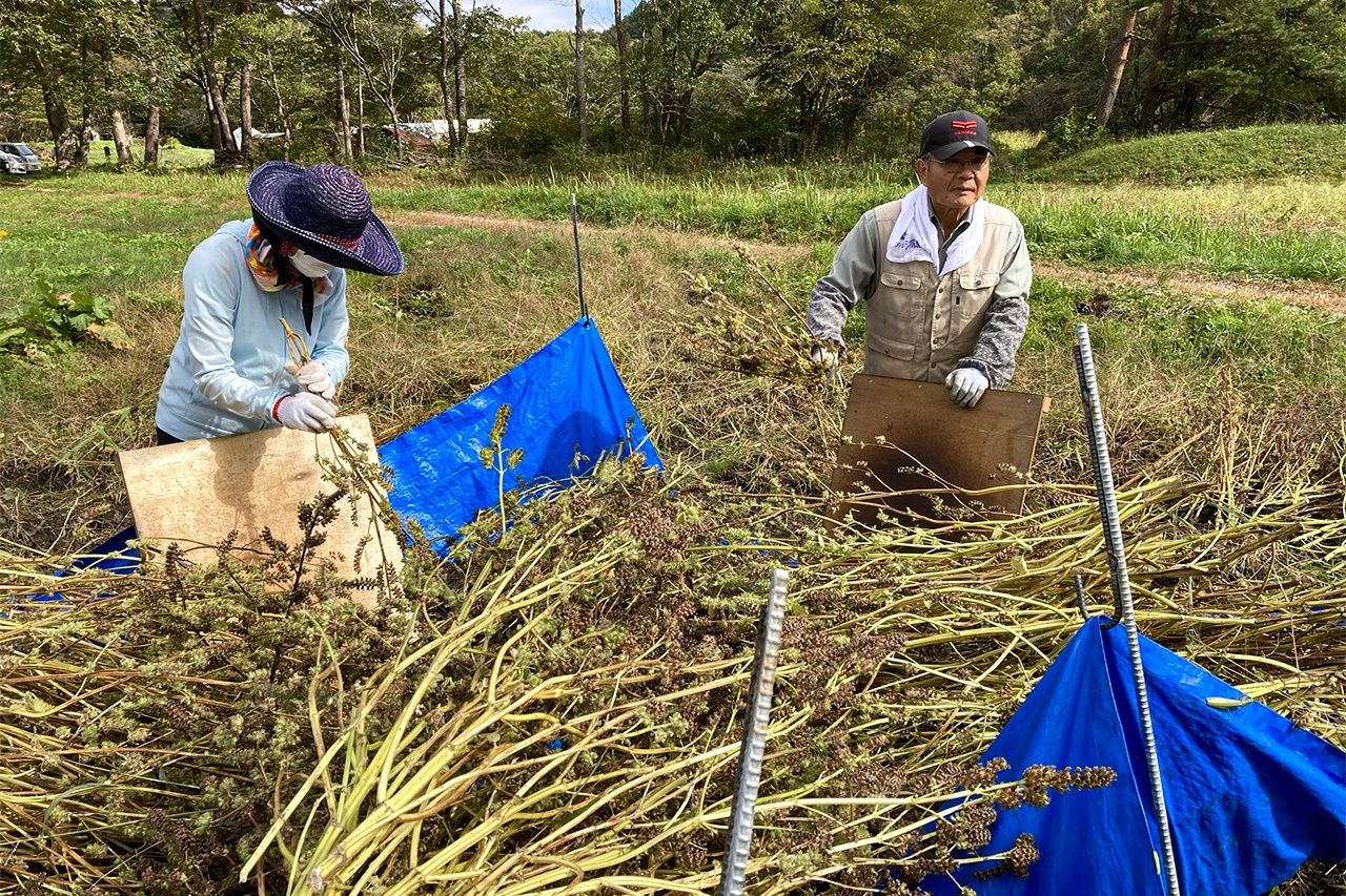 Nagashō (right) threshing harvested egoma. The ears are beaten against a plank and the seeds drop onto the plastic sheet. (© Yukitomo Wataru)