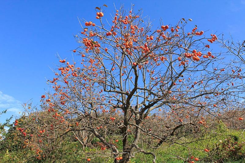 Persimmon trees in Date, Fukushima. (© Fukushima Prefecture Tourism and Local Products Association)