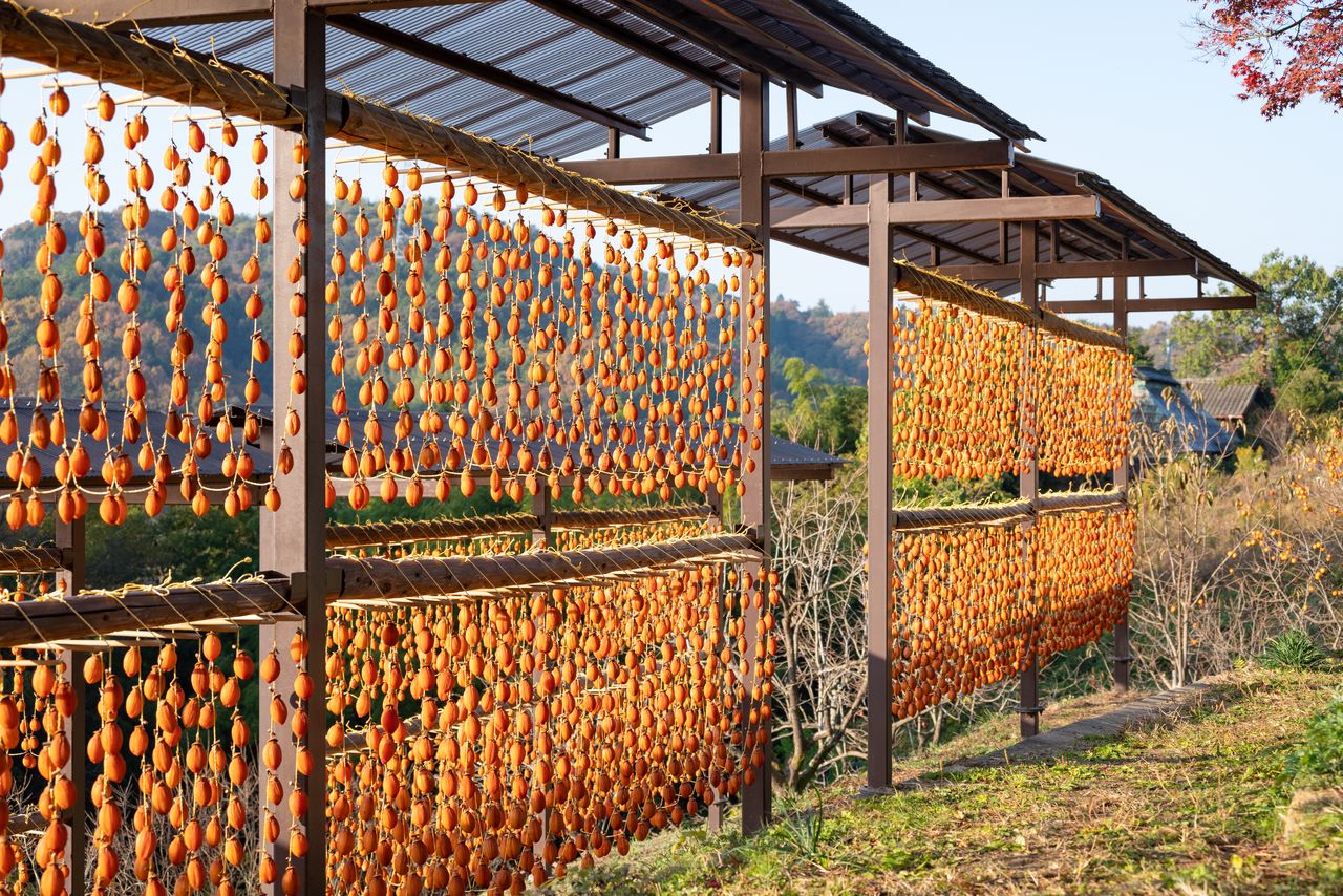 Drying hoshigaki. (Courtesy Onomichi Tourism Association)