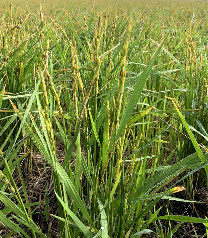 Rice plants stand tall, without drooping under the weight of healthy sheaves, when the grains fail to develop. (© Hirota Tomoyoshi)