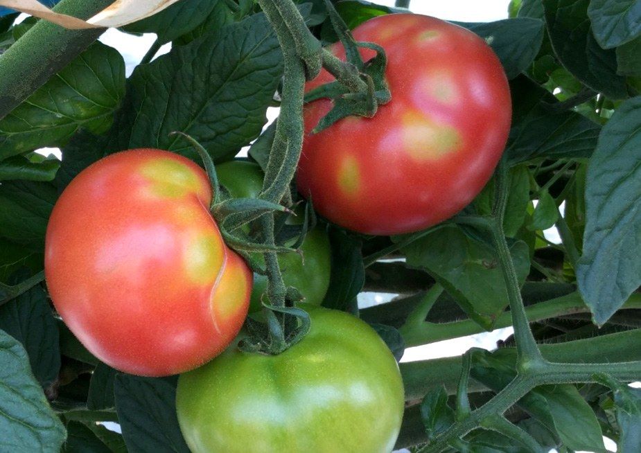 Tomatoes showing uneven coloring. (Courtesy Kumamoto Prefectural Government)