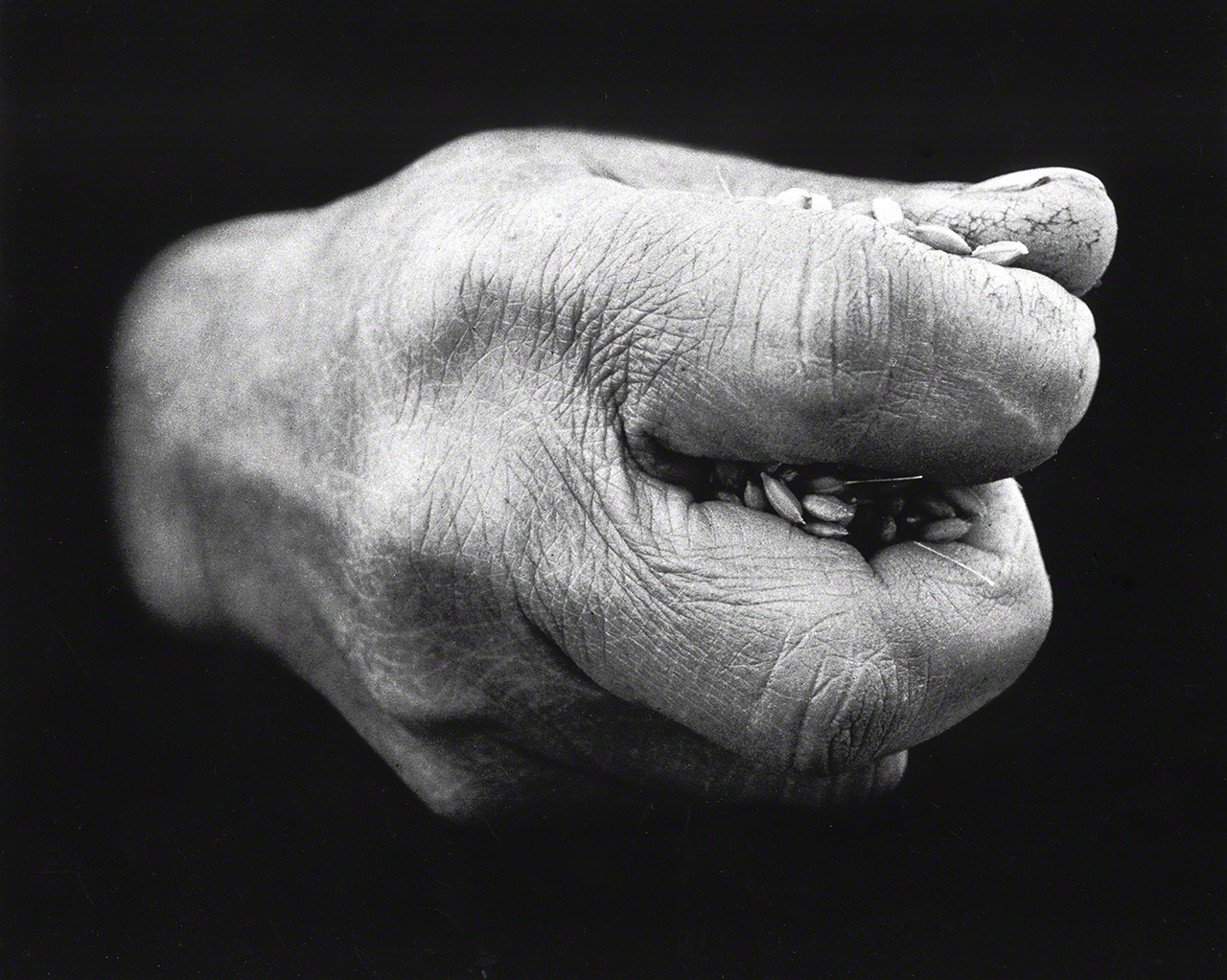 The tanemaki iwai seed scattering ceremony. A man’s hand grasping unhulled rice is photographed against a black background, giving the impression that the hand is floating. Aichi Prefecture, 1956. (© Haga Hideo)
