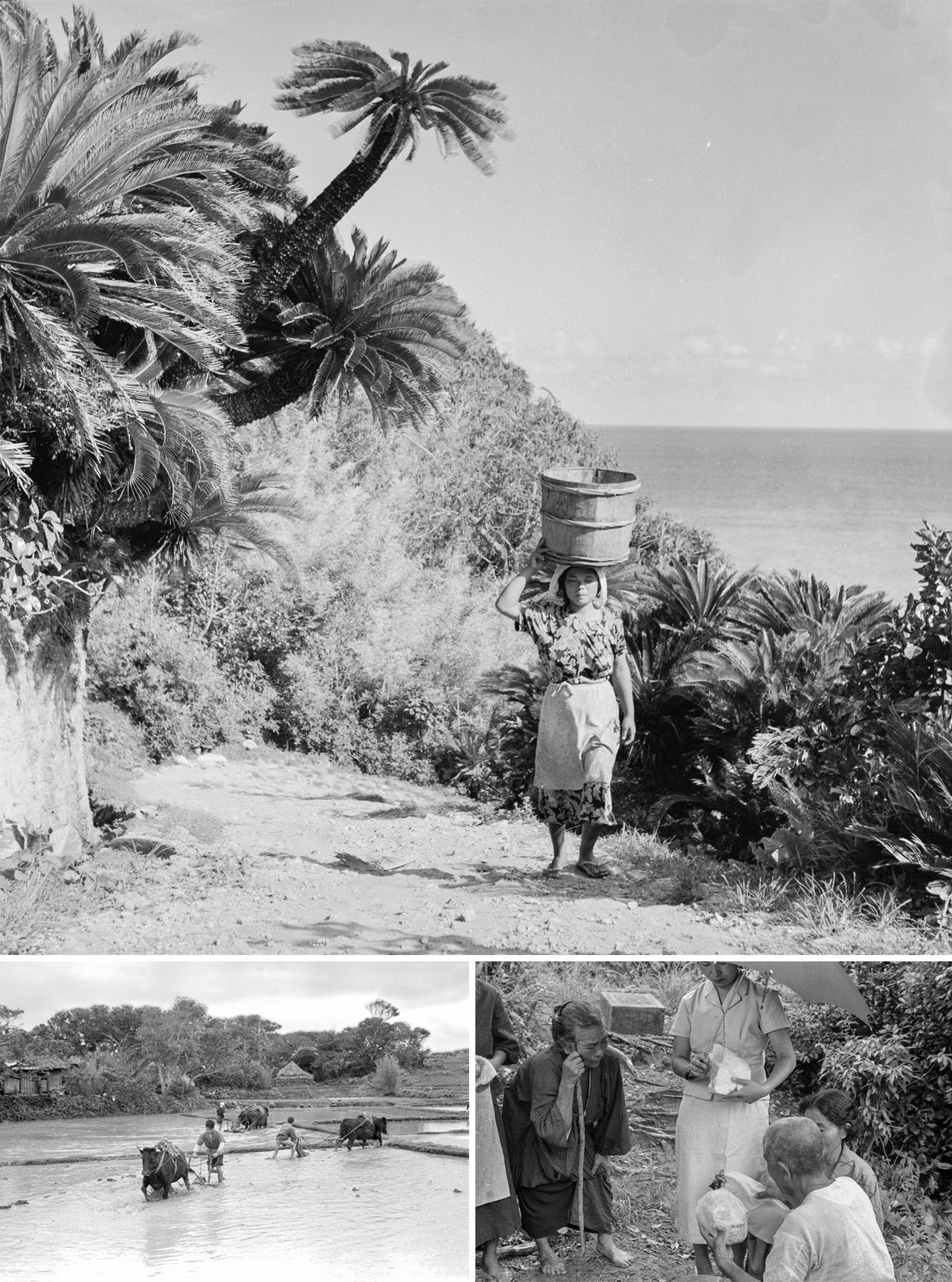 Clockwise from top left: An islander with a bucket on her head; washing the bones of the dead; oxen plowing rice paddies. (© Haga Hideo)