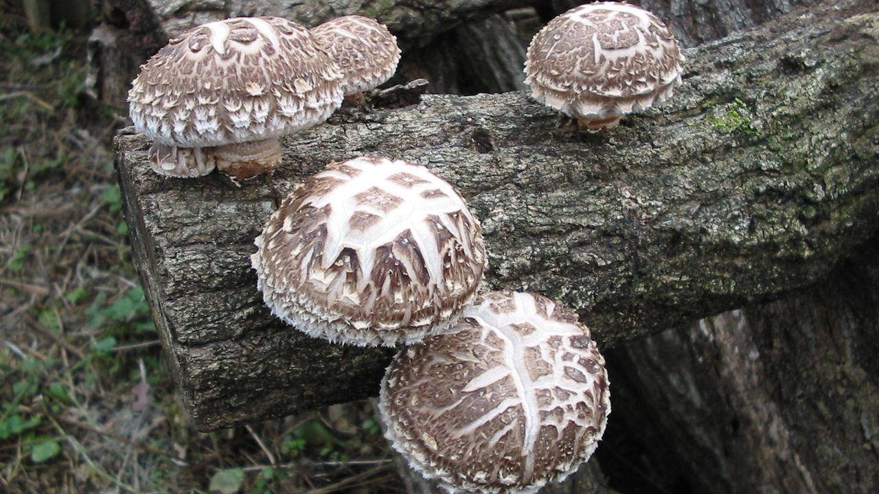 Shiitake: Japan’s Best-Known Mushroom