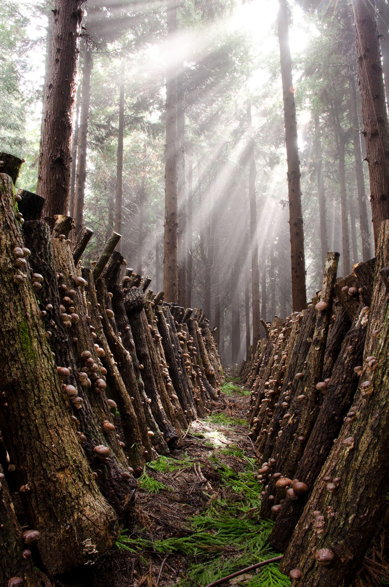 Shiitake growing in woodland. (Courtesy Ōita Shiitake Promotion Council)