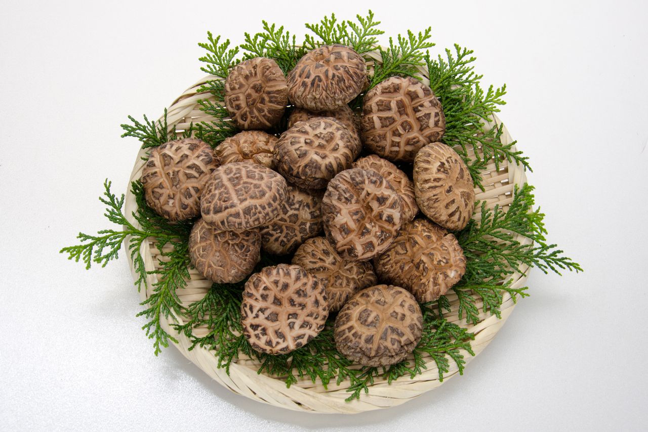 Donko, harvested in winter and used for dried shiitake (Courtesy Ōita Shiitake Promotion Council)