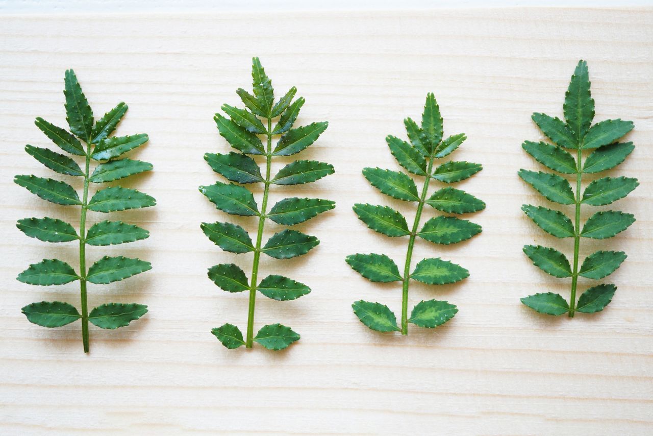 Kinome (young sanshō Japanese pepper leaves). (© PhotoAC)