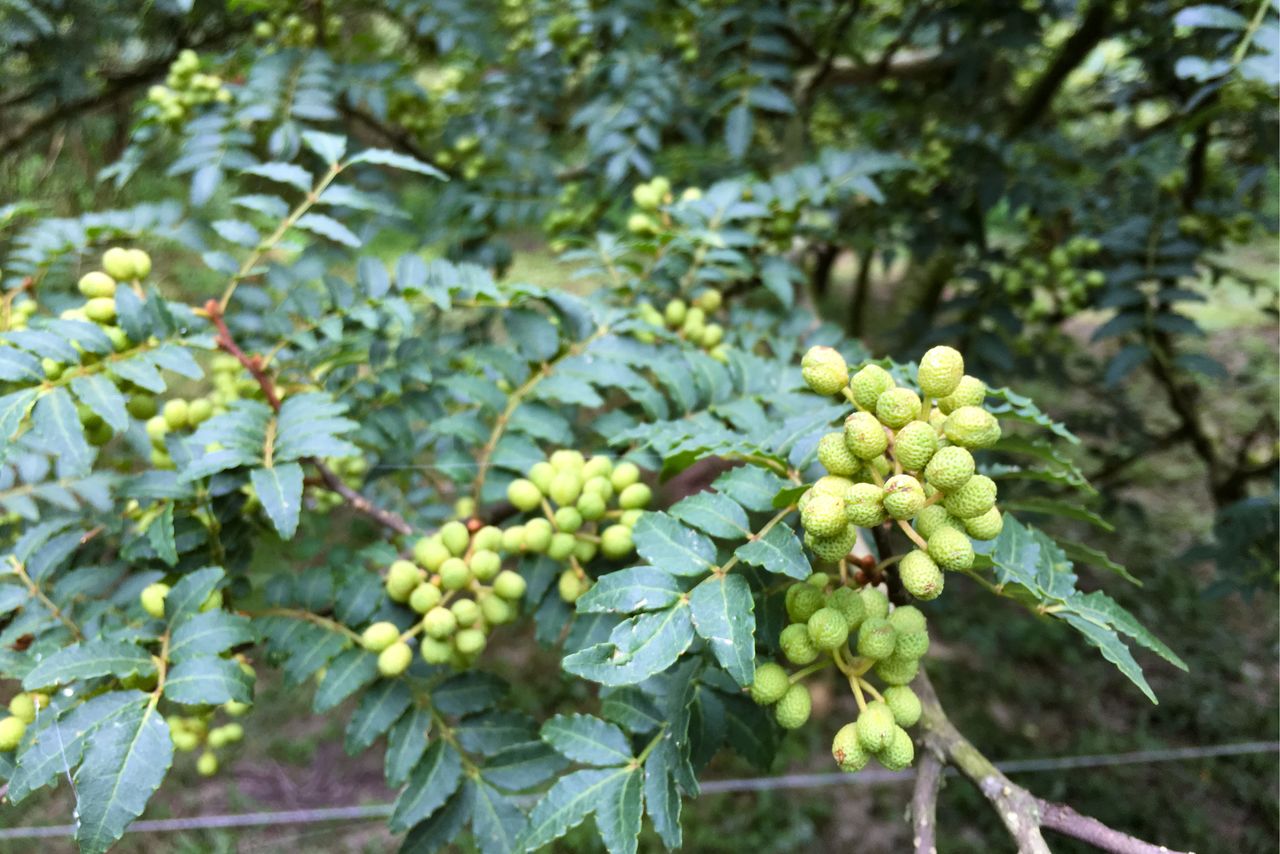 Budō sanshō. (Courtesy the Wakayama Tourism Exchange Division)