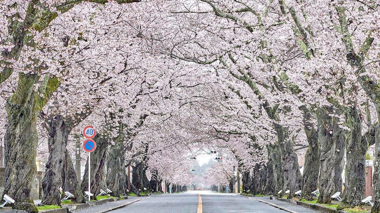 Japan’s Top Events in Spring 2026