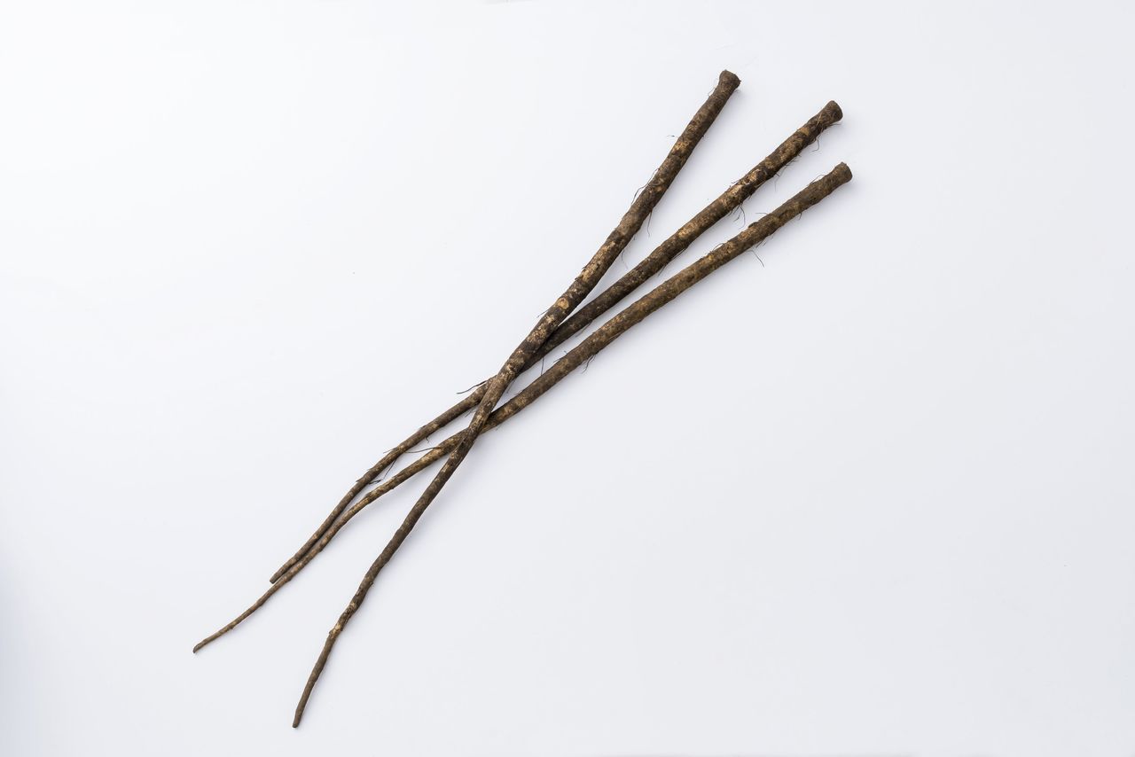 Takinogawa Gobō, which can grow to a length of 1 meter. (Courtesy the Tokyo Development Foundation for Agriculture, Forestry, and Fisheries)