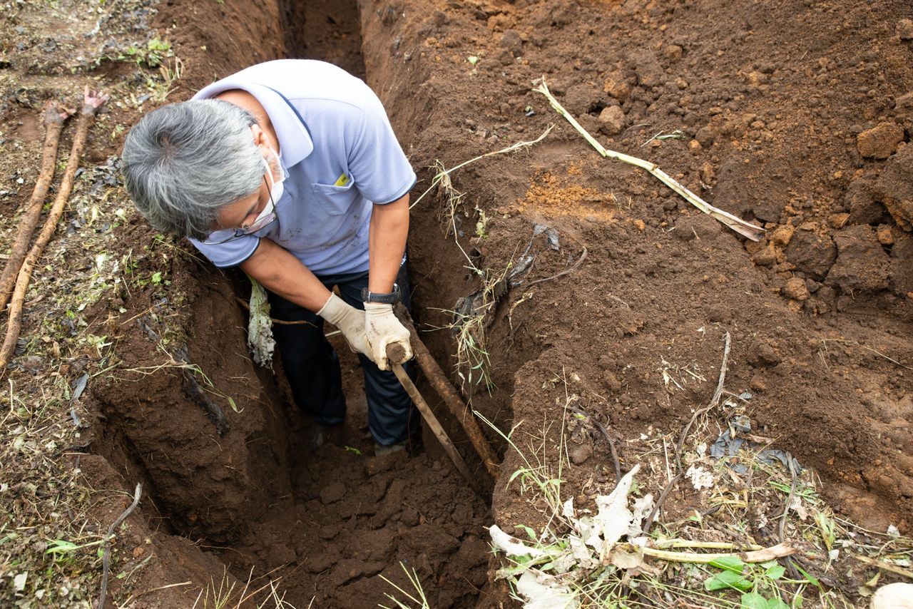 Harvesting Takinogawa Gobō. (Courtesy the Tokyo Development Foundation for Agriculture, Forestry, and Fisheries)