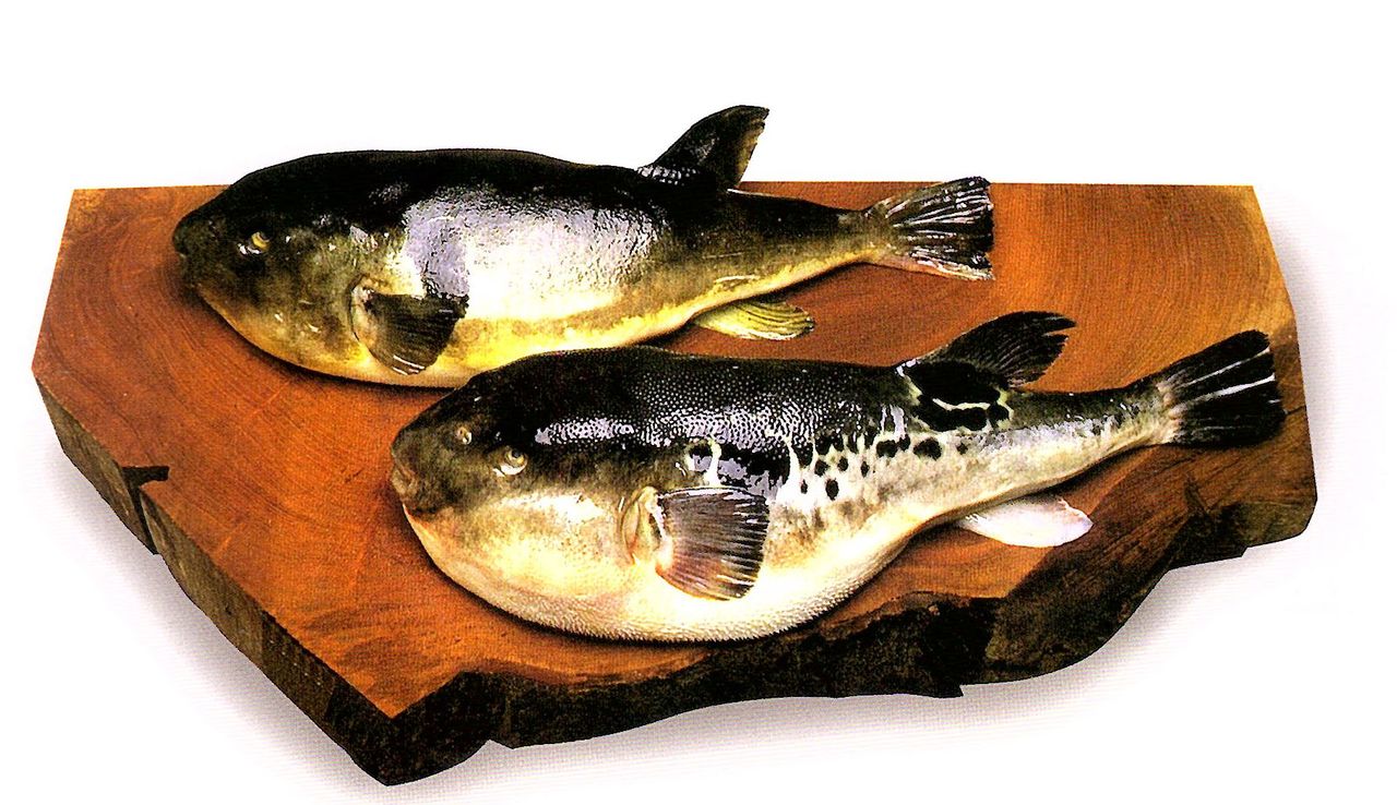 The only parts of the purple puffer (mafugu, at top) that are edible are the muscles and testes, but the skin of the tiger puffer (torafugu, bottom) is also edible. (Courtesy Tsukiji Tentake)