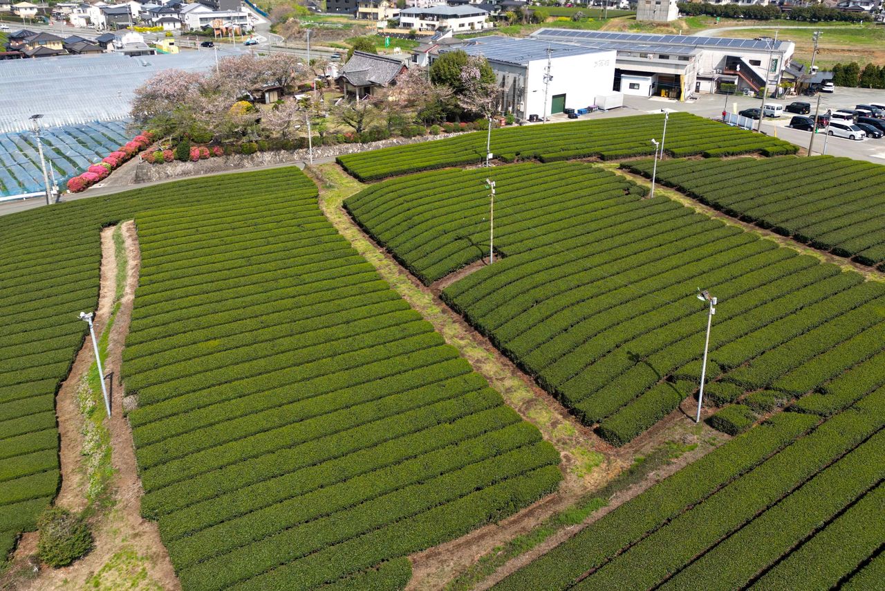 Tea fields in Yame, Fukuoka, before being covered for tencha cultivation. (Courtesy Ōishi Tea Factory)