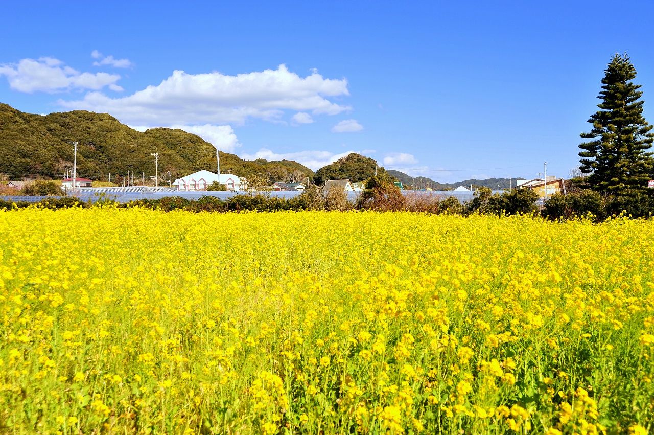 A field of blooming nanohana. (Courtesy Chiba Prefectural Tourism and Local Products Association)