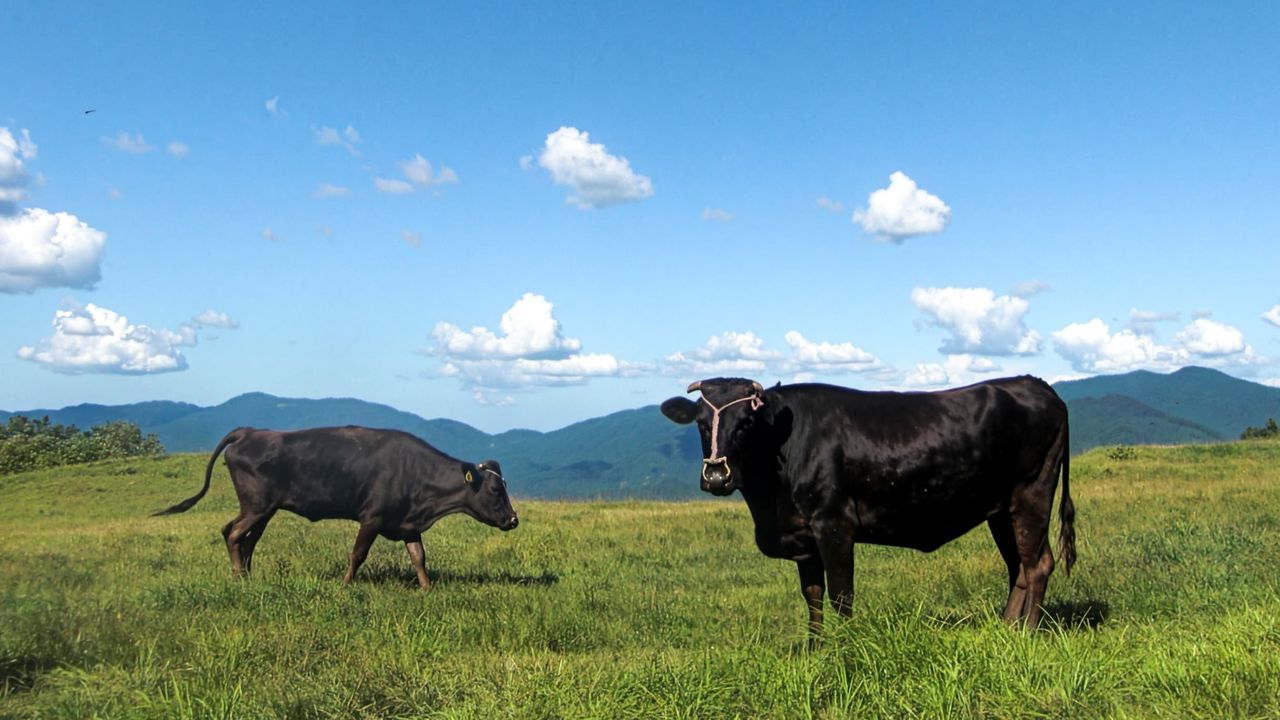 The Roots of Wagyū: From Local Cattle to Global Brand