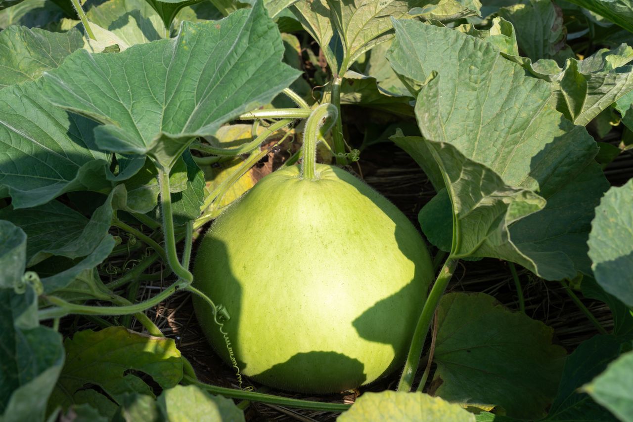 The fruit of the yūgao can weigh as much as six to seven kilograms. (© Pixta)