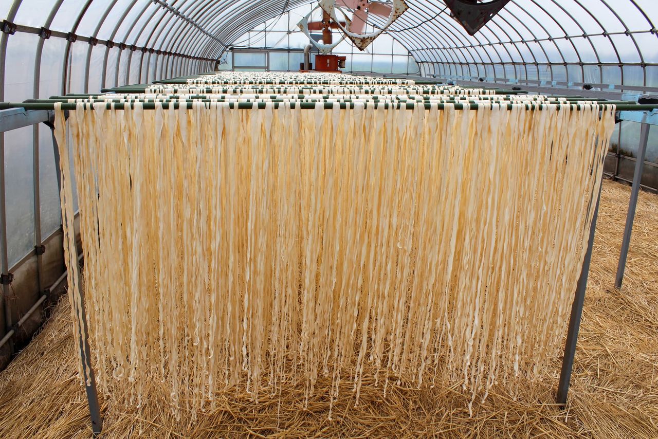 While the strips were traditionally hung out to dry in the sun, it is now more common to dry them in greenhouses using fans, so they are not affected by weather conditions. (© Pixta)