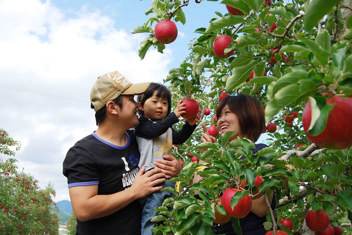 Picking apples. (© Miharashi Farm)
