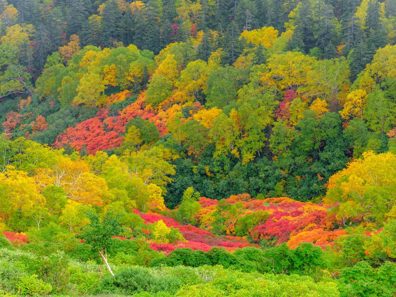 Autumn foliage at Ginsendai. (© PhotoAC)