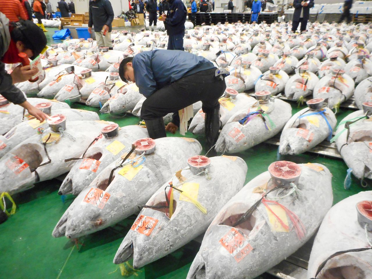 Intermediate wholesalers evaluating frozen tuna before auction. (© Kawamoto Daigo)