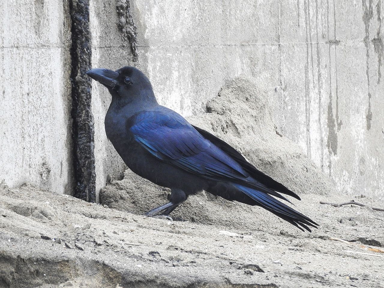 A hashibuto garasu jungle crow. It has a thick beak and vocalizes with a sharp, clear “Kaw!” 