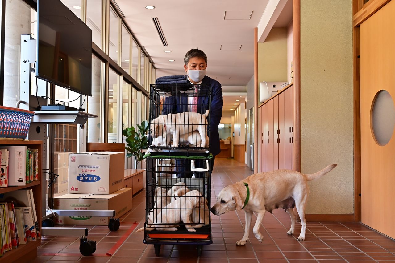 Crea keeps close watch as Yoshida wheels her month-old puppies to a classroom.