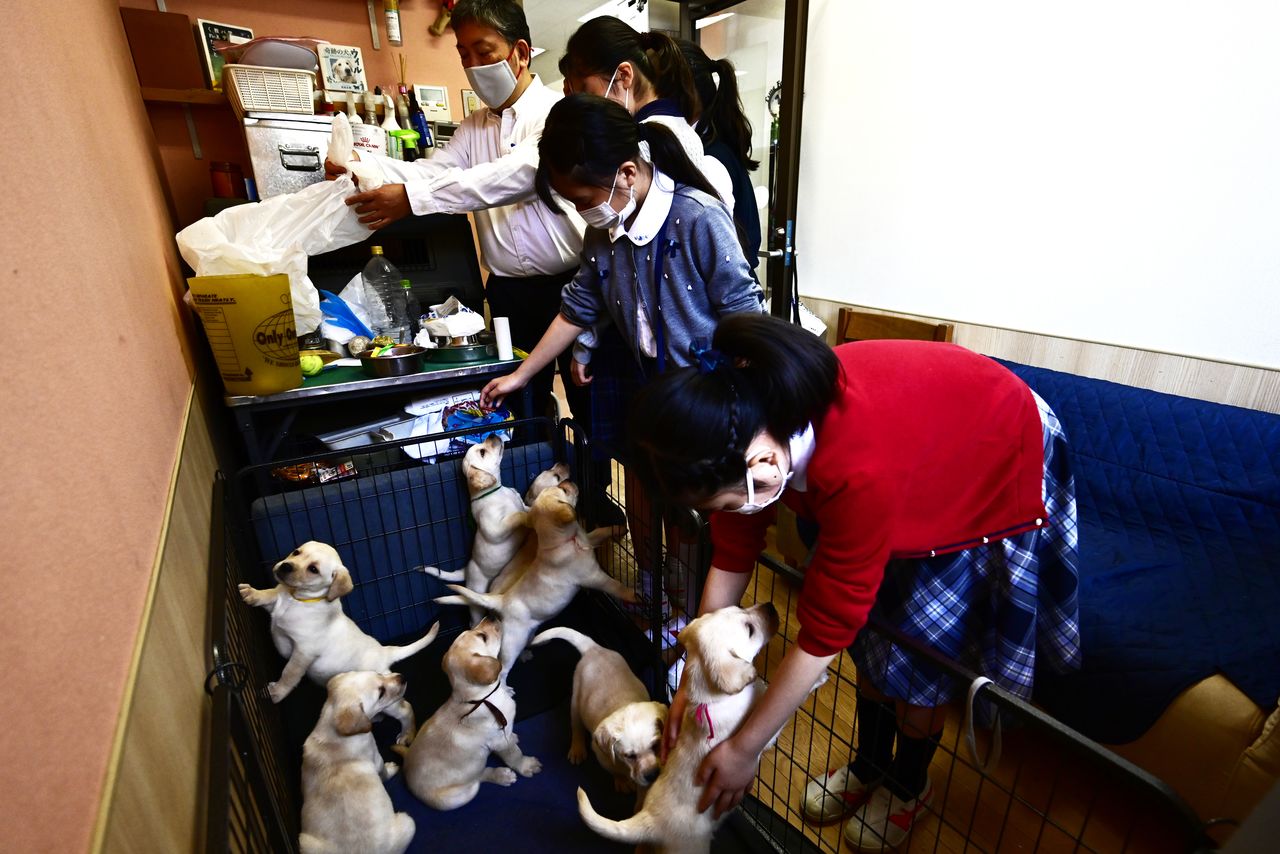 During breaks, sixth year students appointed as “buddy walkers” look after the puppies.