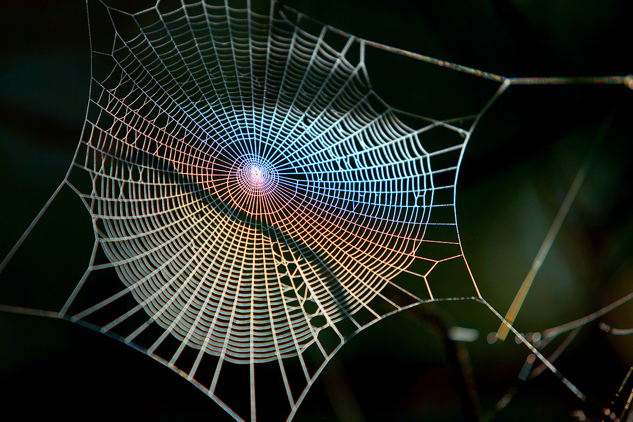 A rainbow trapped in a spiderweb. (2011)