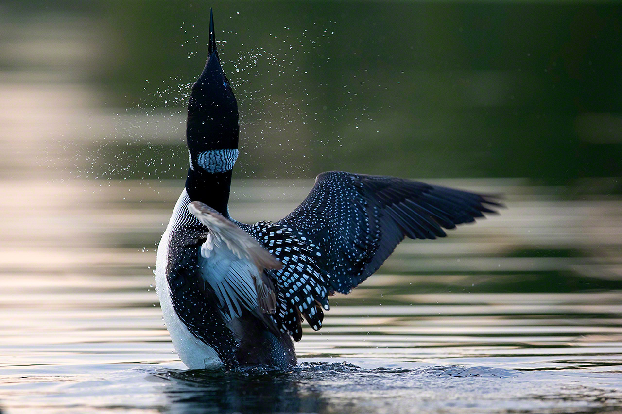 A loon finishing up its grooming. (2018) 