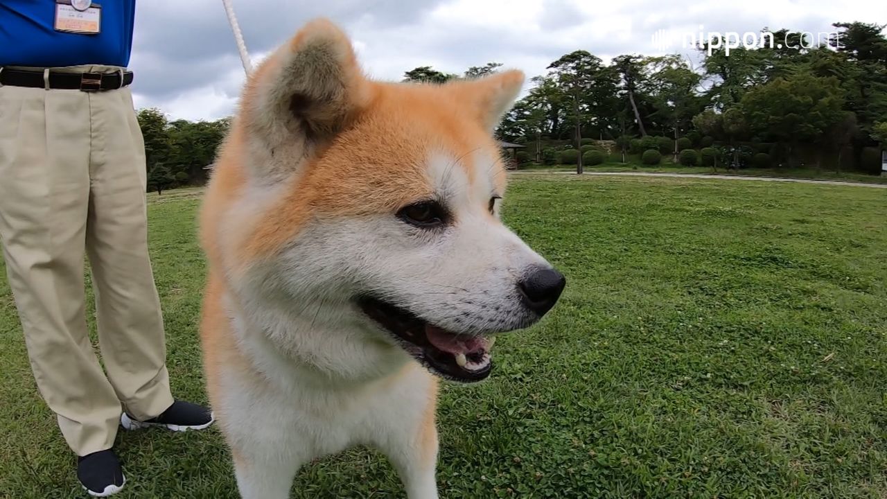 akita as a service dog