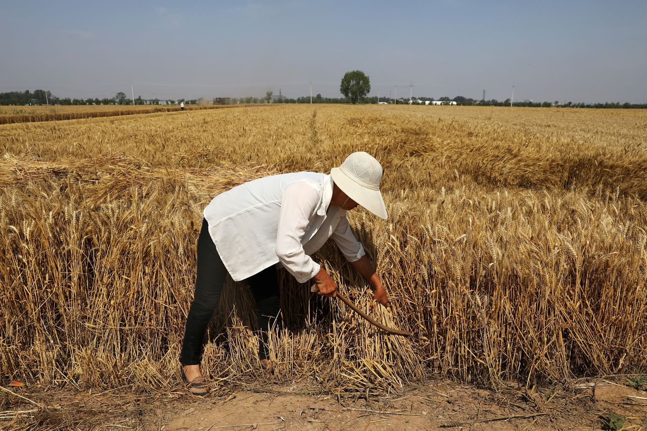 FILE PHOTO: A farmer harvests wheat crop in Wei county of Handan, Hebei province, China June 11, 2021. Picture taken June 11, 2021. REUTERS/Tingshu Wang
