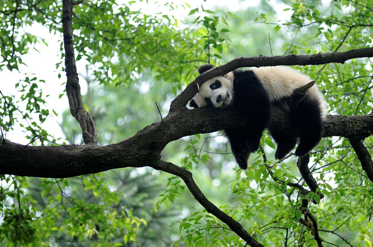 FILE PHOTO: A giant panda rests on a tree "panda kindergarten", a refuge for baby pandas, inside Bifengxia giant panda base in Ya