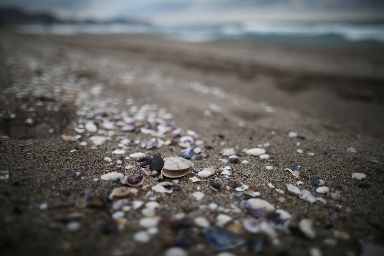 Dead clams are scattered around erosion-affected Maengbang beach in Samcheok, South Korea, November 3, 2021. REUTERS/Kim Hong-Ji
