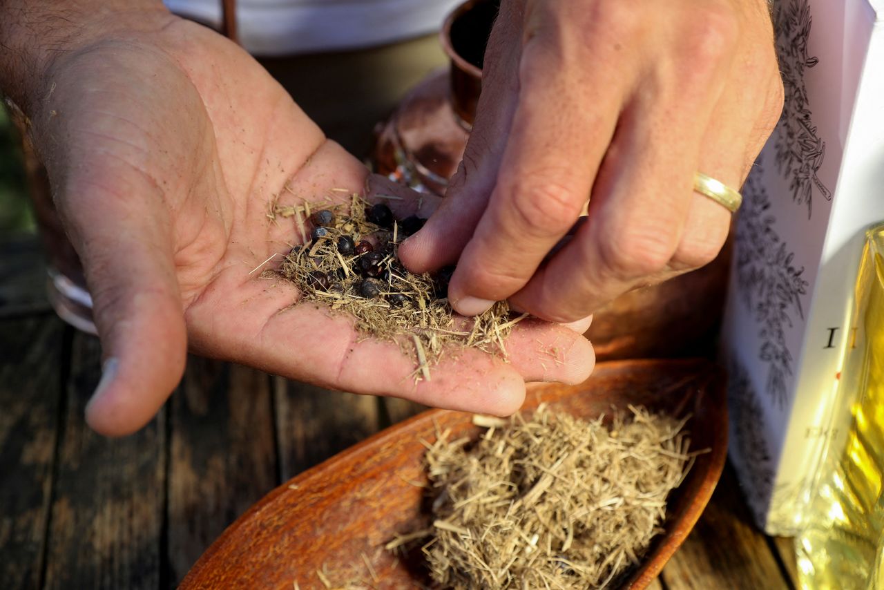 Les Ansley, owner of Indlovu Gin, separates juniper berries and botanicals from dried elephant dung, used to make Indlovu gin, in Paarl, near Cape Town, South Africa, January 28, 2022. REUTERS/Sumaya Hisham